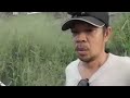 Tiksay Fish Hunting, Dalag Hunt, Small Medium Large Ang Nadali Ko