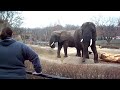 Rachel attempts to feed an elephant