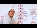 Embryology | Development of Muscular System