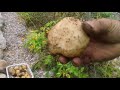 When to Harvest Potatoes