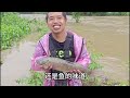 The flood kept getting bigger and bigger day by day. Lao Luo went to catch a big fish with great lu