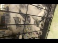 Sleepy kitties at the pet store