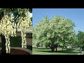 The Plague of the Ornamental Pear