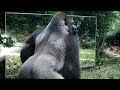 Gabon: This Silverback thinks this intruder in the mirror (his reflection) comes to steal his wives.