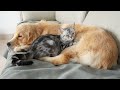 Unbreakable Bond: Cat's Unwavering Love For Golden Retriever From Childhood To Now