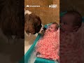 Dog protects baby from bath