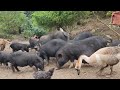FULL VIDEO 100 days: building a house, taking care of newborn pigs, wild pigs, pig farm