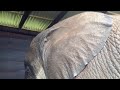 Knysna Elephants 7