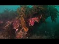 Torquay Diving - Weedy Seadragons