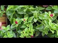 Baby sunrose // चिलचिलाती धूप में भी बम्पर flowering// care tips// full information