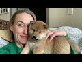 Sebastian the Shiba Pup - First Five Months