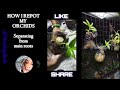 Orchid Care for Beginners - How to Repot an Orchids#how #orchidslovers