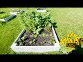 Vegetable Garden 2024: Progess In The Garden