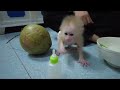 Baby monkey AKA was angry and wanted Dad to punish BonBon for biting his painful hand