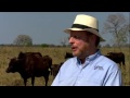 Gado Wagyu, a carne mais cara e saborosa do mundo - Globo Rural