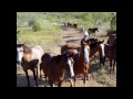 Broncs and Saddle Horses