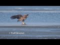 White-tailed Sea-eagle catching big carp/Zeearend vangt karper Oostvaardersplassen short version 4K