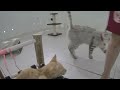 Top 10 Funniest Cat Reactions You Have to See 🐕😹 Best Funniest Animals Video 2024 🐕🐶