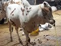 Pora din apni cow 🐃ka sath guzara.😍