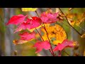 MONTAGE: Glorious fall colors at Minnesota State Parks