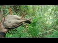 salah masuk kandang #ayam hutan Begi jadinya #Rembang di gegerkan ayam hutan