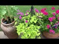 What's growing in June!  || Summer Solstice || Container Garden 2024