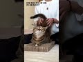 This is the world's most massage-loving cat 🤗