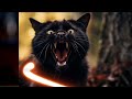 Cat hissing sounds 2024 | Angry Cats | Cats world shabeen Khan