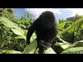 GoPro Cause: Gorilla Tickling at the GRACE Center