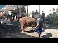Cara merobohkan sapi kurban dengan mudah | Cara merobohkan sapi | Cara merobohkan hewan kurban