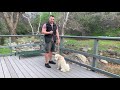 Teach Your Dog To Walk Backwards on Command. Advanced Obedience Ep4