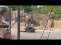 Dancing Elephant at Busch Gardens