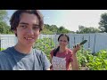 Incredible Organic Garden Harvest | Zone 6a Michigan #urbanhomestead