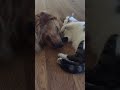 Cat and Golden Retriever Make out session! Cutest