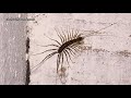 House Centipede facts: not as nightmare inducing as they seem | Animal Fact Files