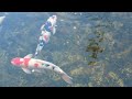 Nikon Coolpix S8200 Test Video 3 - Fish Pond