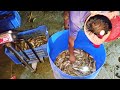 চাষ করা হাইব্রিড শিং মাছ দেখুন | Fishing Explore