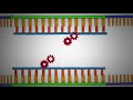 PCR - Polymerase Chain Reaction Simplified