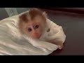A baby monkey was abandoned at night in front of a stranger's house. The monkey is so pitiful