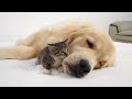 Kitten Sleeps Soundly Only When Snuggled Next To Golden Retriever