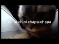 1 HOUR chipi chipi chapa chapa dubi dubi daba daba cat tiktok  Christell   Dubidubidu Lyrics