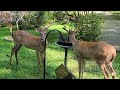 More Bucks at the Feeder, in Lusby, MD
