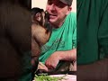 Monkey enjoys green beans #princess #monkey #eating #cute #shorts