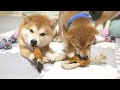 The incredible devotion of the Shiba Inu makes me laugh.