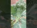 triple broccoli in one plant.#gardening #garden #shortsfeed