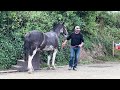Huge beautiful horse knocks people over!! Can I help??