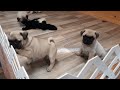 Fawn Pug Puppies. Raw footage of Jenny's list.