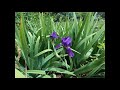 Bearded Iris - Time Lapse Bloom - Dual Stalk