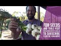 How to braid garlic (including when to pick & how to clean)