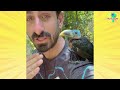Baby Toucan Lost In The Jungle Needs Help! | Dodo Kids | Rescued!